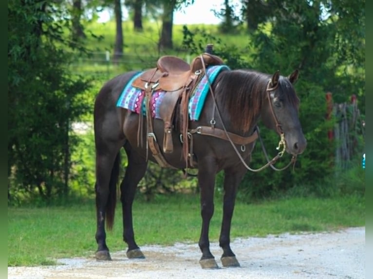 American Quarter Horse Ruin 12 Jaar 155 cm Zwart in Whitesboro