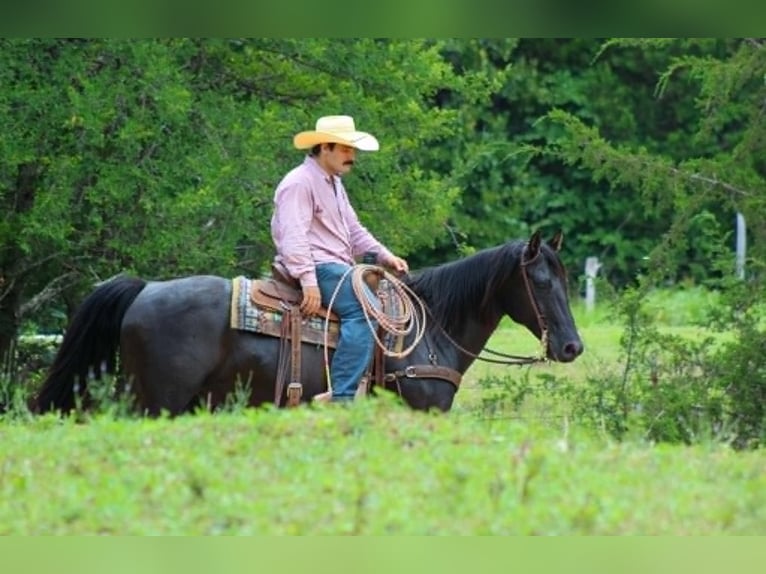 American Quarter Horse Ruin 12 Jaar 155 cm Zwart in Whitesboro
