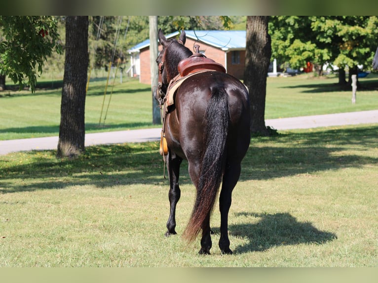 American Quarter Horse Ruin 12 Jaar 155 cm Zwart in Sanora KY