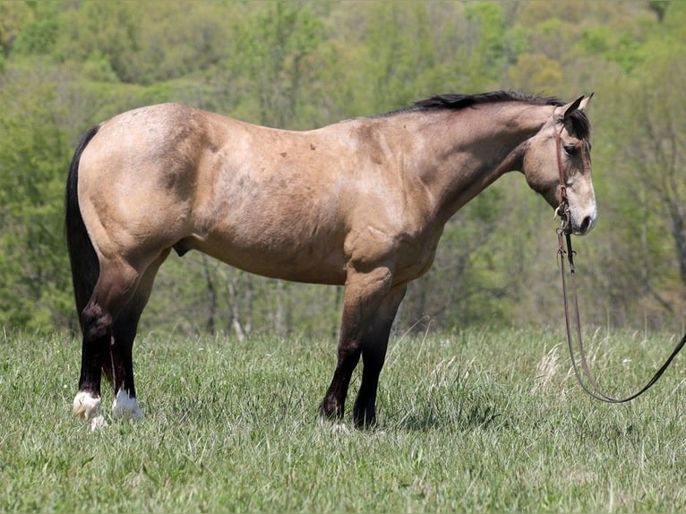 American Quarter Horse Ruin 12 Jaar 157 cm Buckskin in Brodhead KY