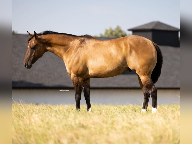 American Quarter Horse Ruin 12 Jaar 157 cm Falbe in Crescent, OK