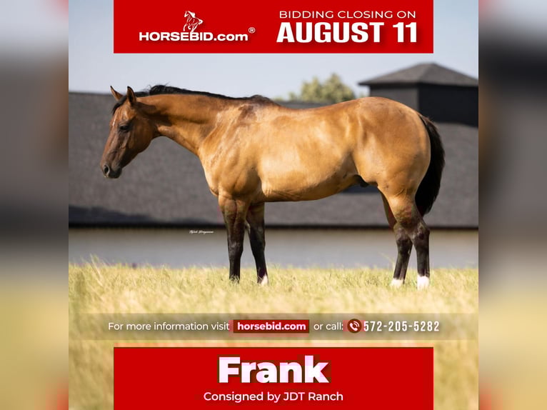 American Quarter Horse Ruin 12 Jaar 157 cm Falbe in Crescent, OK