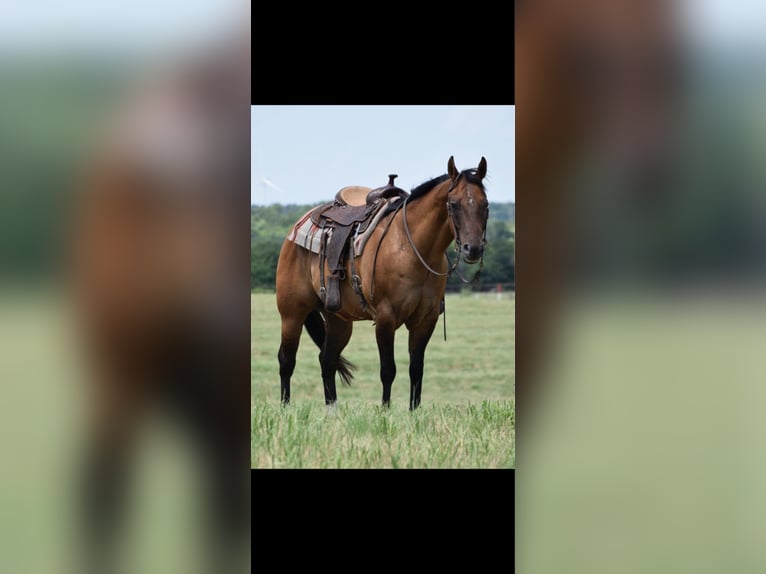 American Quarter Horse Ruin 12 Jaar 157 cm Falbe in Crescent, OK