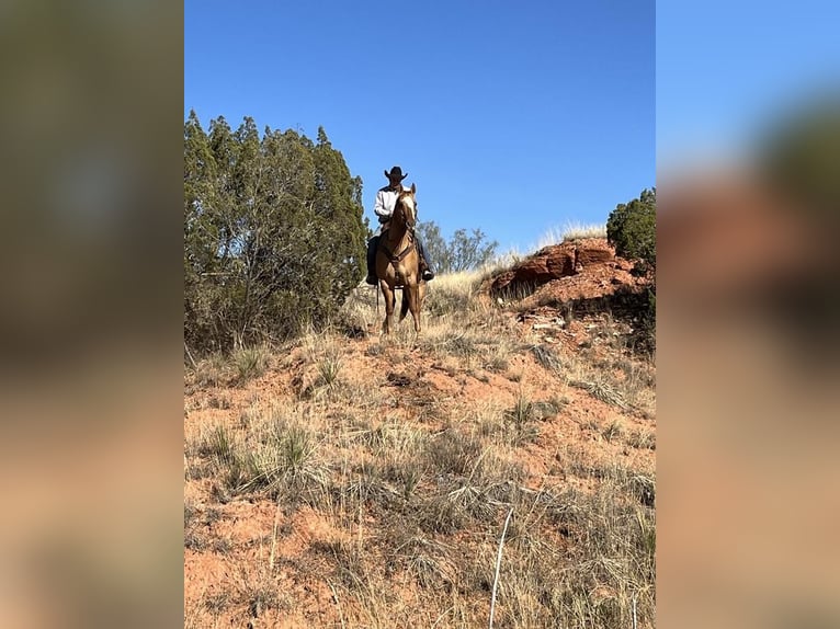 American Quarter Horse Mix Ruin 12 Jaar 157 cm Falbe in Amarillo, TX