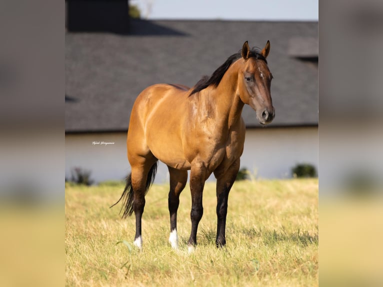 American Quarter Horse Ruin 12 Jaar 157 cm Falbe in Crescent, OK