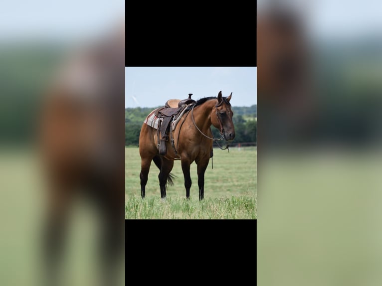 American Quarter Horse Ruin 12 Jaar 157 cm Falbe in Crescent, OK