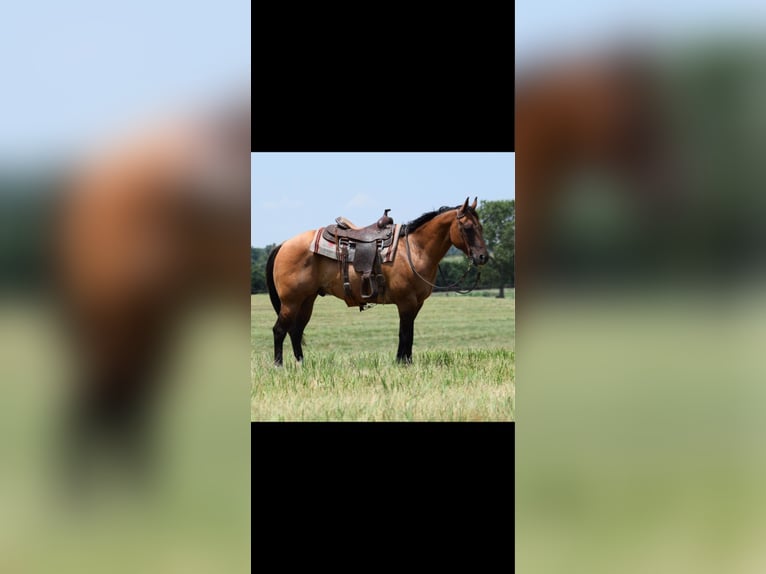 American Quarter Horse Ruin 12 Jaar 157 cm Falbe in Crescent, OK