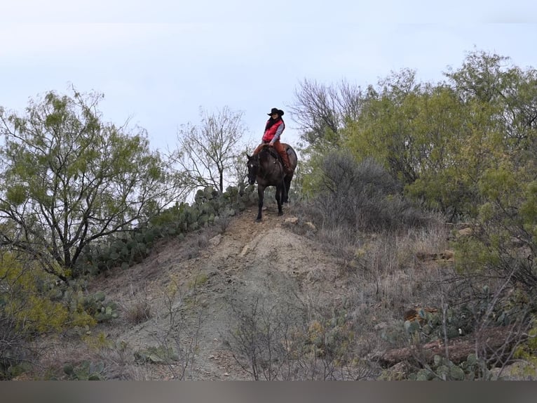 American Quarter Horse Ruin 12 Jaar 157 cm Grullo in WEATHERFORD tx