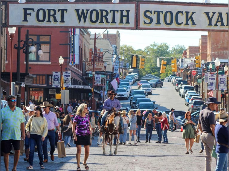 American Quarter Horse Ruin 12 Jaar 157 cm Overo-alle-kleuren in Stephenville TX