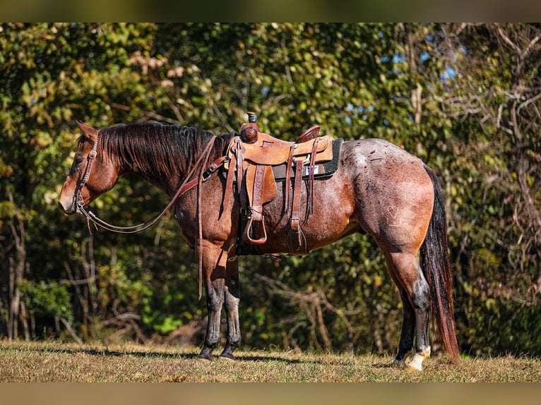 American Quarter Horse Ruin 12 Jaar 157 cm Roan-Bay in Cookeville TN
