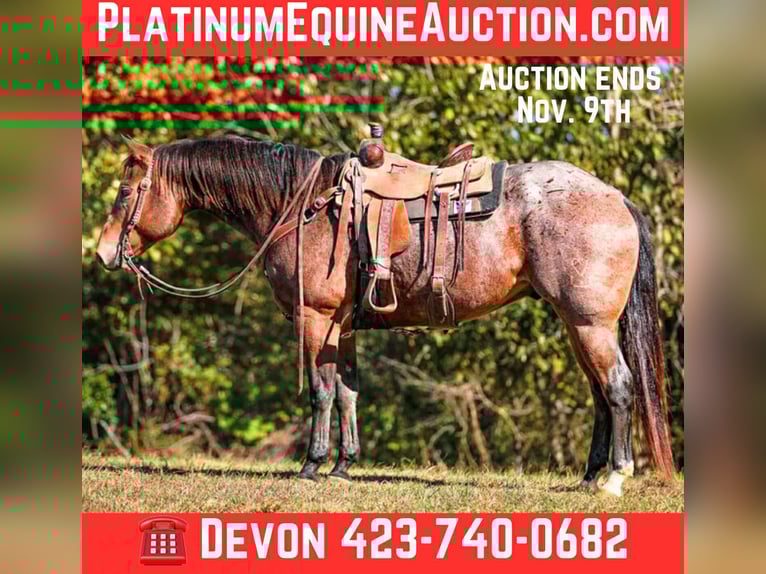 American Quarter Horse Ruin 12 Jaar 157 cm Roan-Bay in Cookeville TN