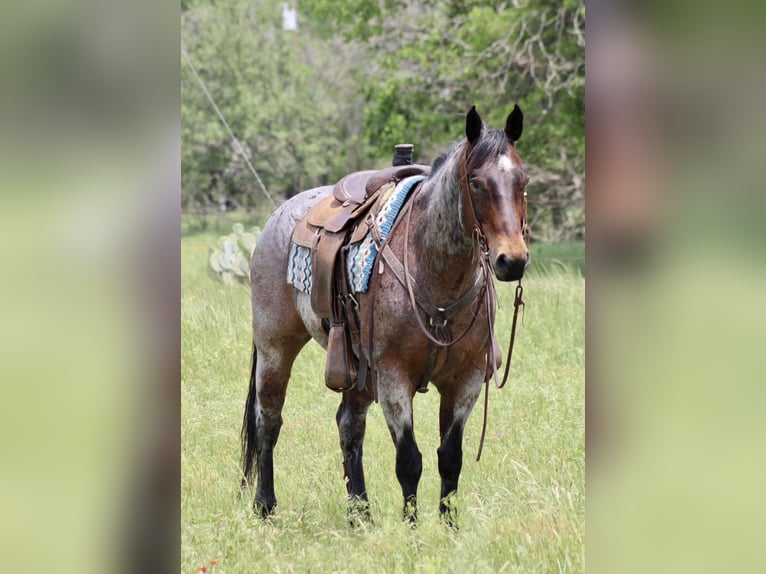 American Quarter Horse Ruin 12 Jaar 157 cm Roan-Bay in Morgan Mill TX