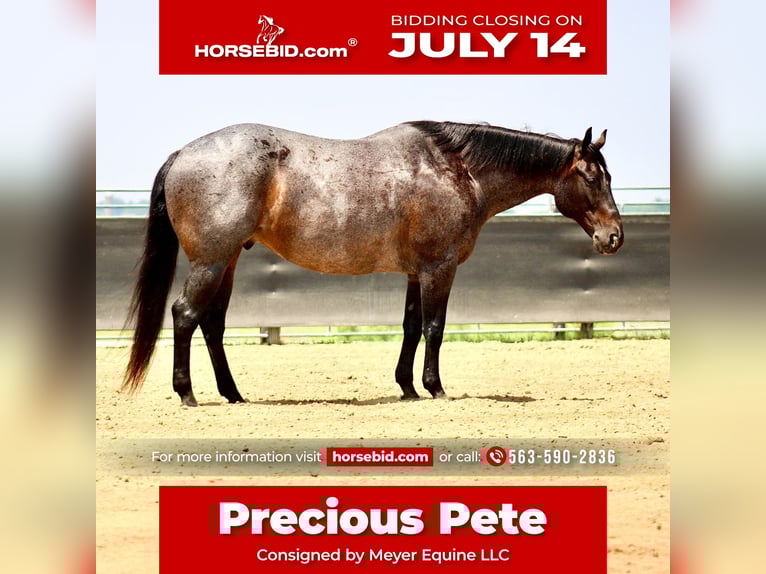 American Quarter Horse Ruin 12 Jaar 157 cm Roan-Blue in La Motte, IA