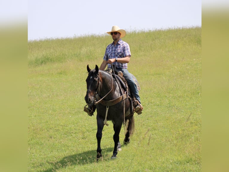 American Quarter Horse Ruin 12 Jaar 157 cm Roan-Blue in La Motte, IA