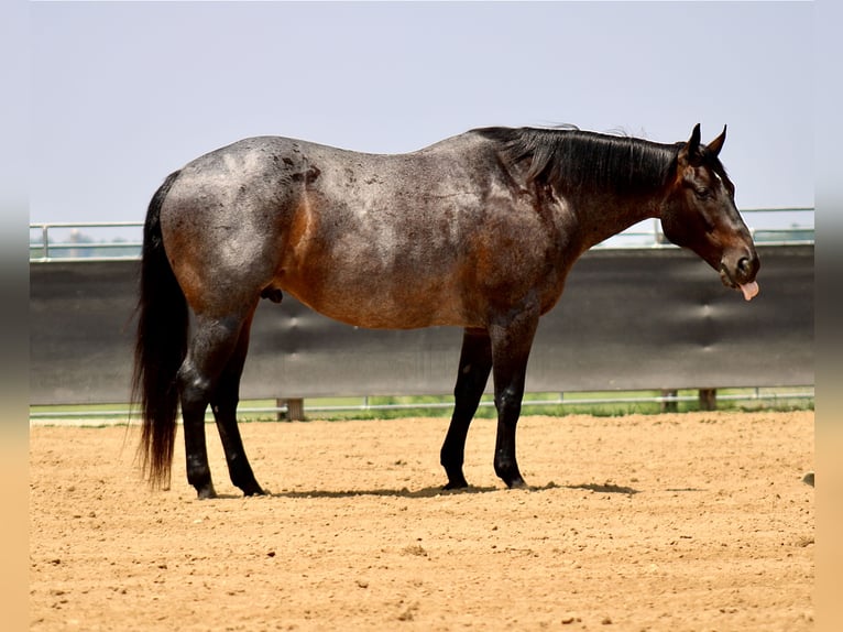 American Quarter Horse Ruin 12 Jaar 157 cm Roan-Blue in La Motte, IA