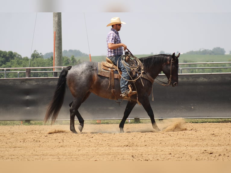 American Quarter Horse Ruin 12 Jaar 157 cm Roan-Blue in La Motte, IA