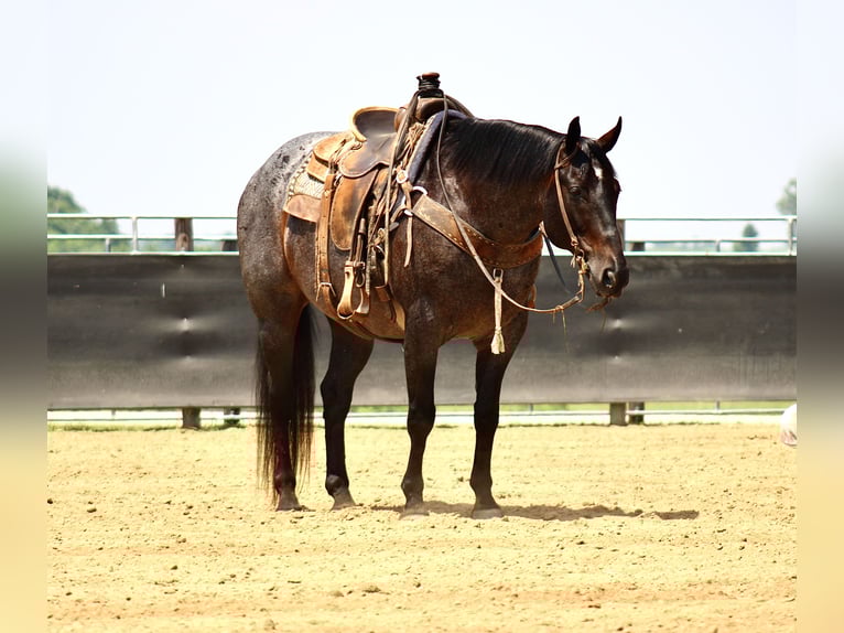 American Quarter Horse Ruin 12 Jaar 157 cm Roan-Blue in La Motte, IA