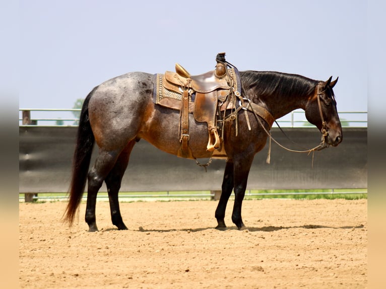 American Quarter Horse Ruin 12 Jaar 157 cm Roan-Blue in La Motte, IA