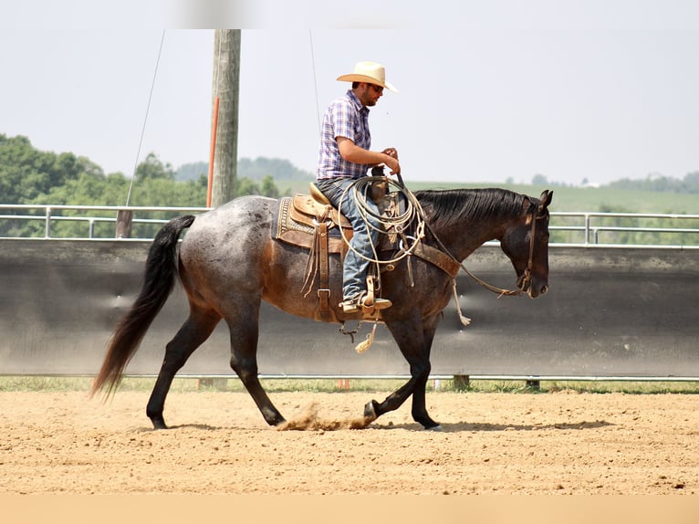 American Quarter Horse Ruin 12 Jaar 157 cm Roan-Blue in La Motte, IA