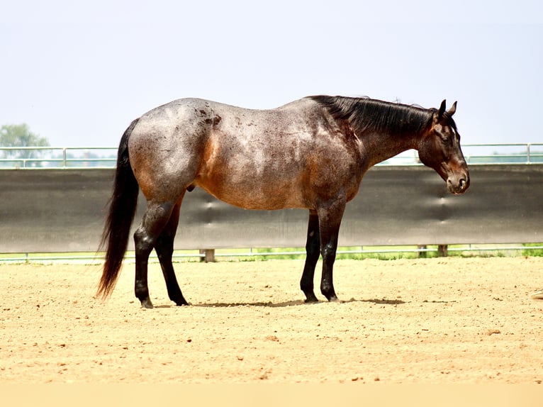 American Quarter Horse Ruin 12 Jaar 157 cm Roan-Blue in La Motte, IA