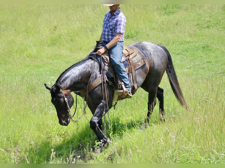American Quarter Horse Ruin 12 Jaar 157 cm Roan-Blue in La Motte, IA