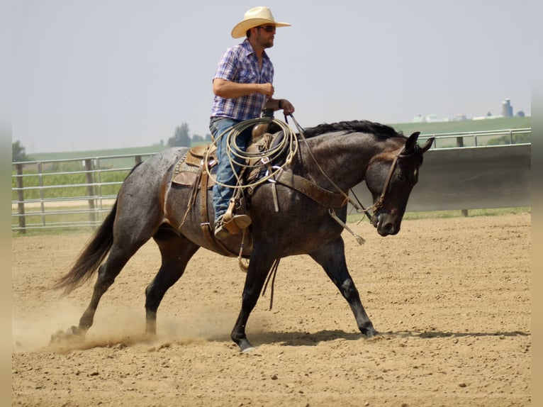American Quarter Horse Ruin 12 Jaar 157 cm Roan-Blue in La Motte, IA