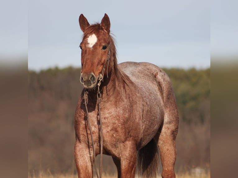 American Quarter Horse Ruin 12 Jaar 157 cm Roan-Red in Berea