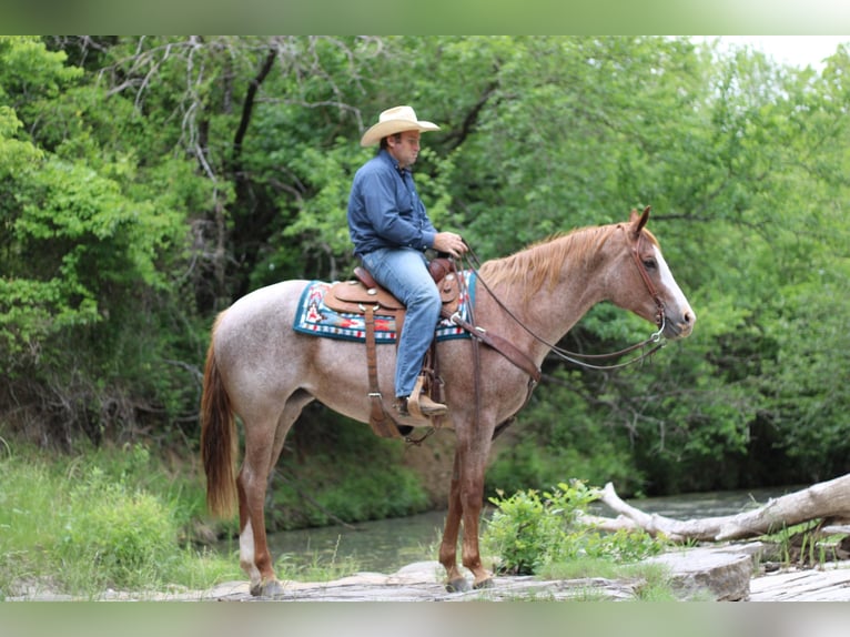 American Quarter Horse Ruin 12 Jaar 157 cm Roan-Red in MADILL ok