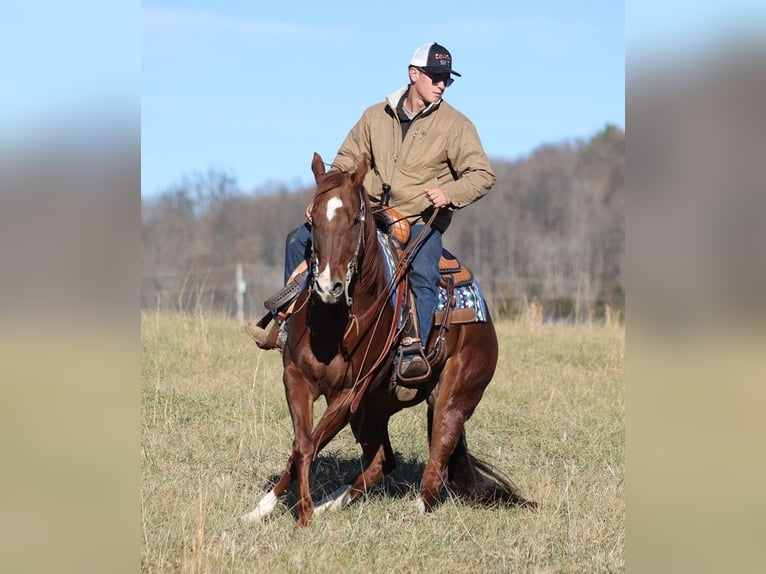 American Quarter Horse Ruin 12 Jaar 157 cm Roodvos in Brodhead Ky