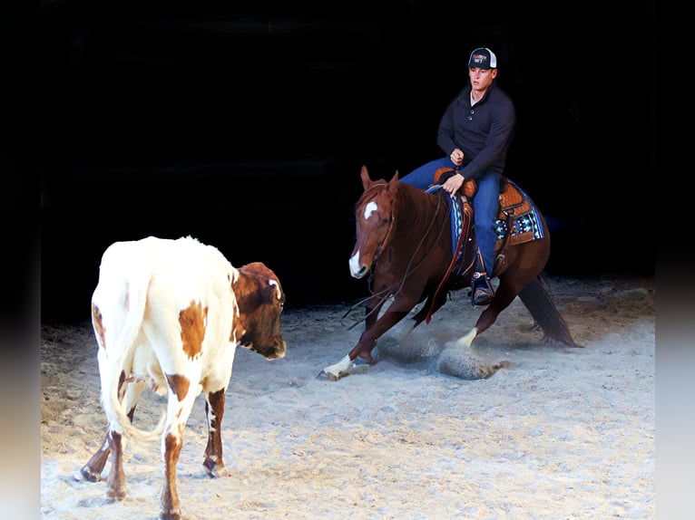 American Quarter Horse Ruin 12 Jaar 157 cm Roodvos in Brodhead Ky