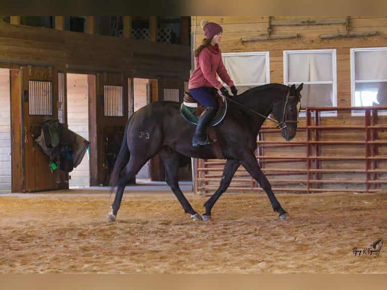 American Quarter Horse Ruin 12 Jaar 157 cm Zwart in Cherryville