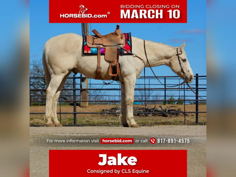 American Quarter Horse Ruin 12 Jaar 160 cm Palomino in Granbury, TX