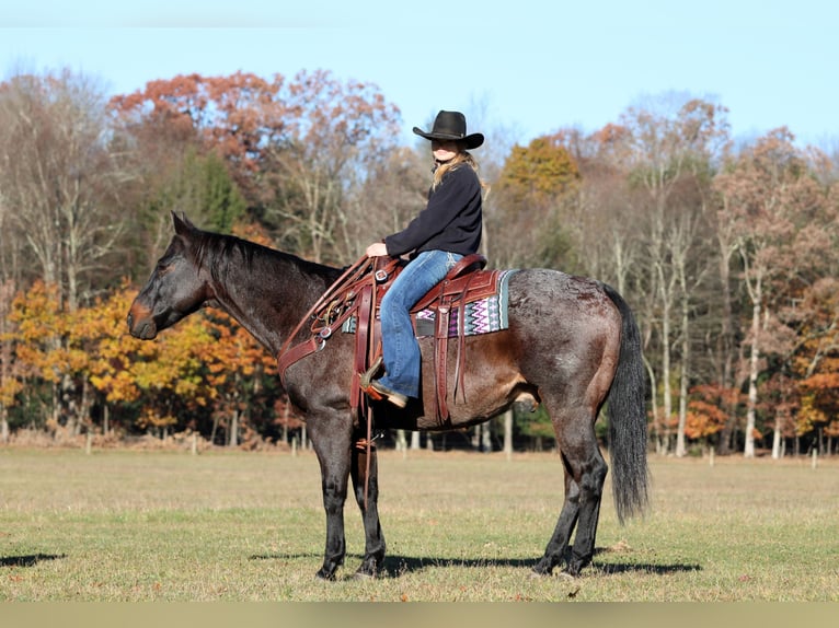 American Quarter Horse Ruin 12 Jaar 160 cm Roan-Bay in Clarion