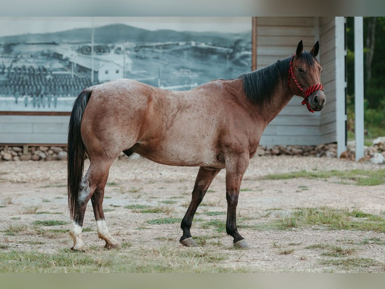 American Quarter Horse Ruin 12 Jaar 160 cm Roan-Bay in Horton, AL