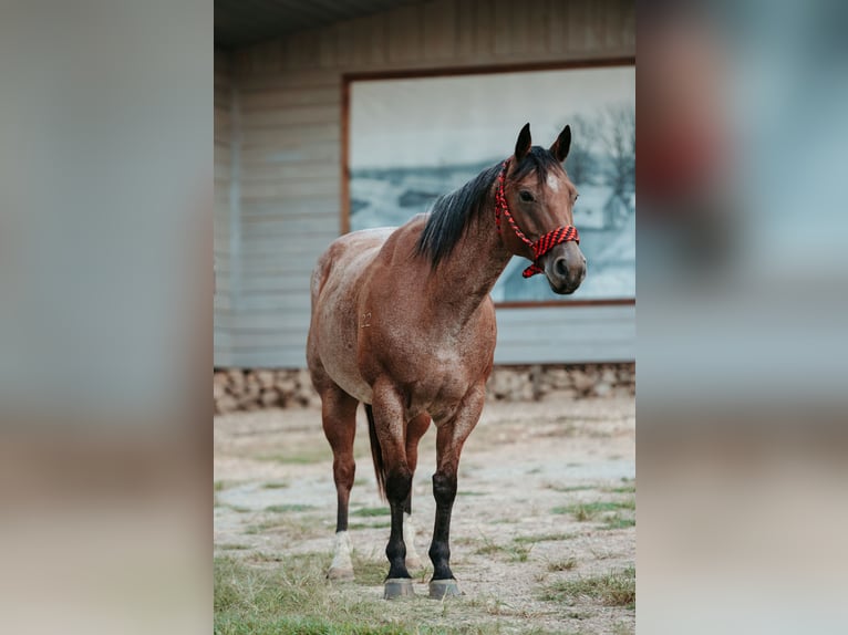 American Quarter Horse Ruin 12 Jaar 160 cm Roan-Bay in Horton, AL