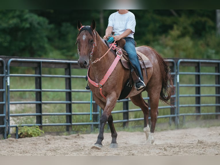 American Quarter Horse Ruin 12 Jaar 160 cm Roan-Bay in Horton, AL