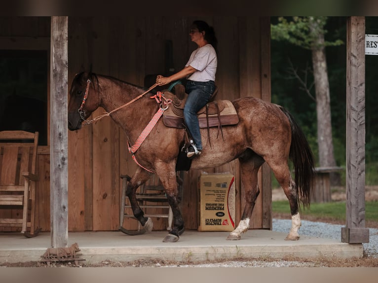 American Quarter Horse Ruin 12 Jaar 160 cm Roan-Bay in Horton, AL