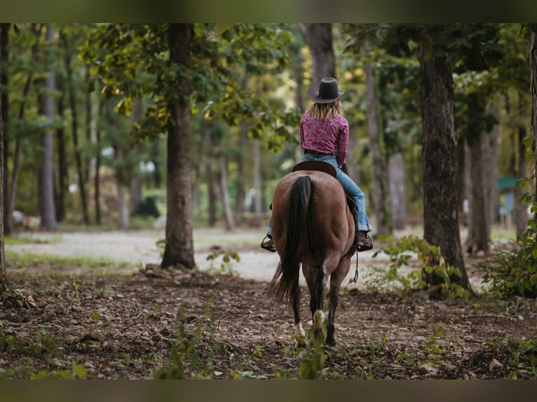 American Quarter Horse Ruin 12 Jaar 160 cm Roan-Bay in Horton, AL