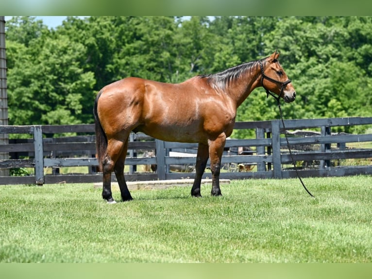 American Quarter Horse Ruin 12 Jaar 160 cm Roan-Bay in Waco TX