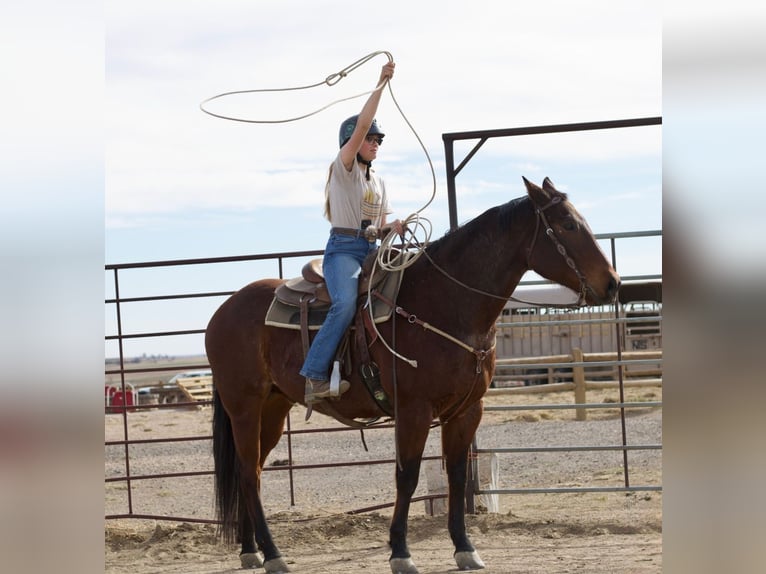 American Quarter Horse Ruin 12 Jaar 160 cm Roan-Bay in Fort Collins