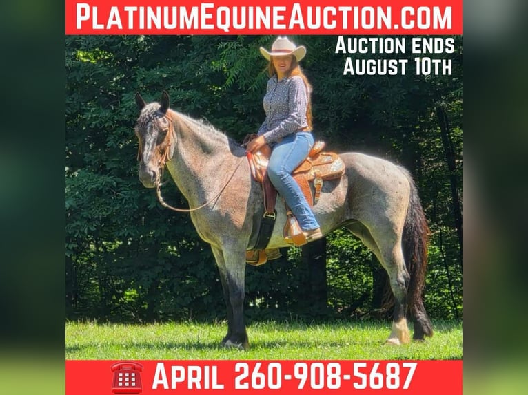 American Quarter Horse Ruin 12 Jaar 160 cm Roan-Blue in Camden. MI