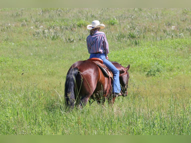 American Quarter Horse Ruin 12 Jaar 160 cm Roodbruin in Carthage