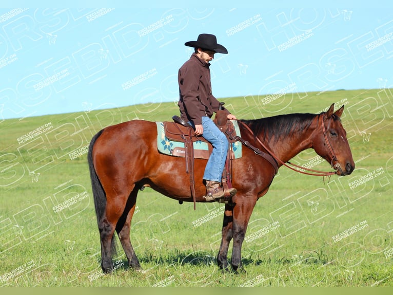 American Quarter Horse Ruin 12 Jaar 160 cm Roodbruin in Clarion, PA