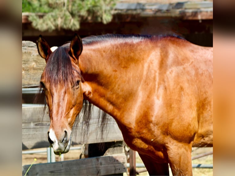 American Quarter Horse Ruin 12 Jaar 160 cm Roodbruin in Bitterwater CA