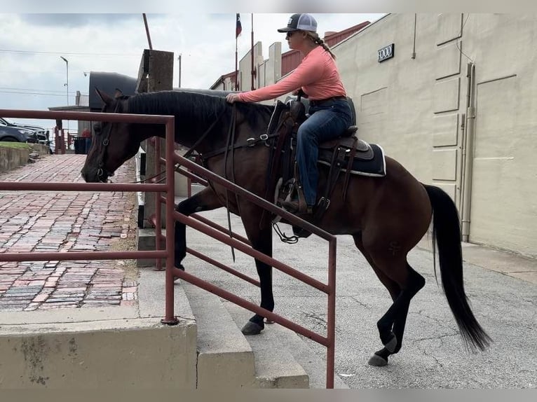 American Quarter Horse Ruin 12 Jaar 160 cm Roodbruin in Weatherford TX