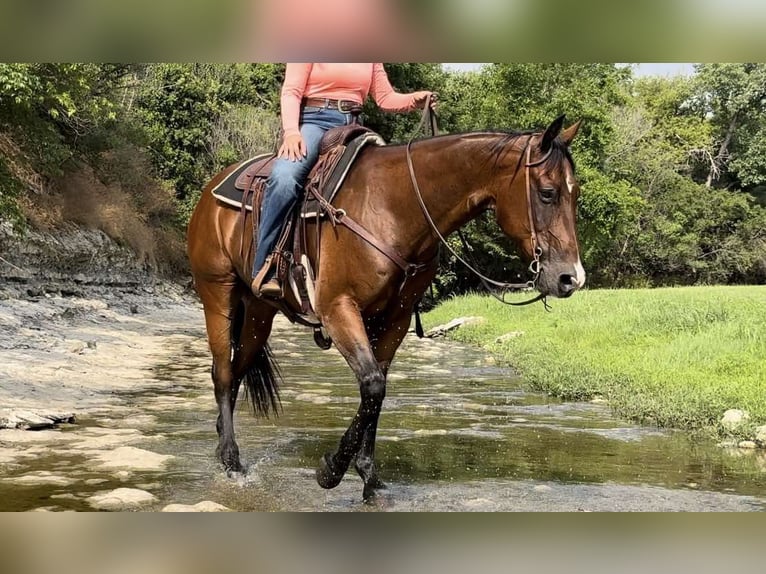 American Quarter Horse Ruin 12 Jaar 160 cm Roodbruin in Weatherford TX