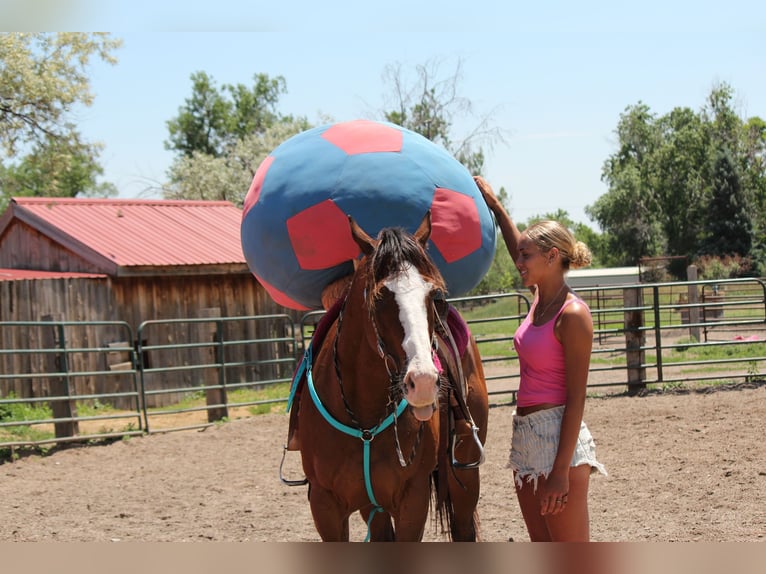 American Quarter Horse Ruin 12 Jaar 160 cm Roodbruin in Fort Collins