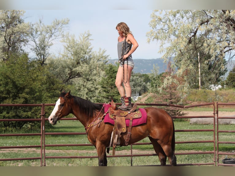 American Quarter Horse Ruin 12 Jaar 160 cm Roodbruin in Fort Collins