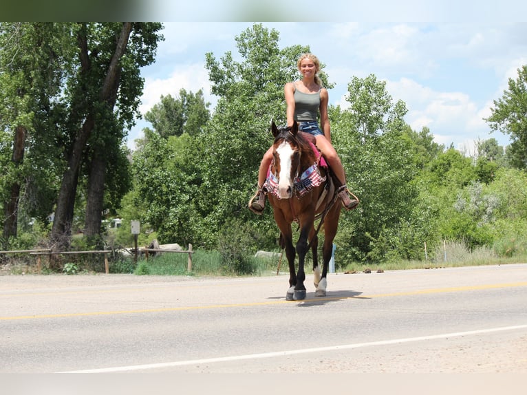 American Quarter Horse Ruin 12 Jaar 160 cm Roodbruin in Fort Collins