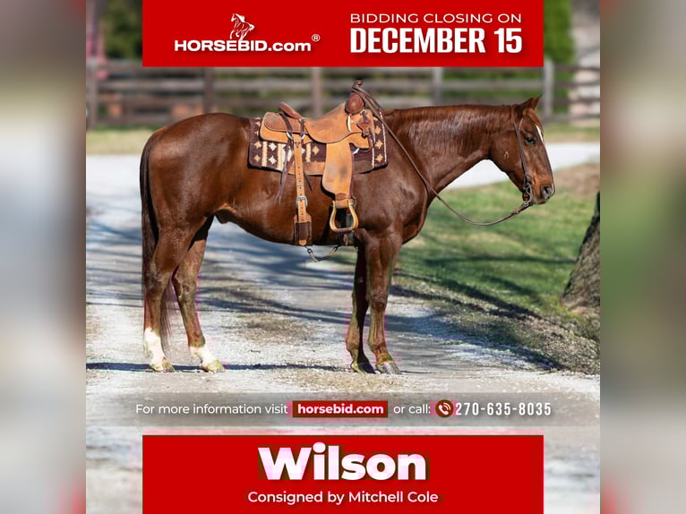 American Quarter Horse Ruin 12 Jaar 160 cm Roodvos in Madisonville